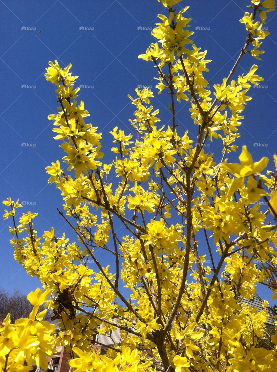 Golden yellow Forsythia  in sunlight . Yellow Forsythia shrub blooming 