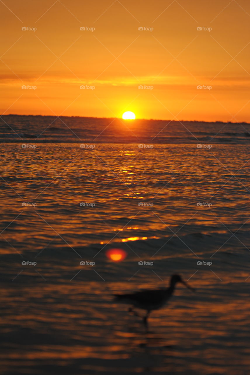 Sunset Bird