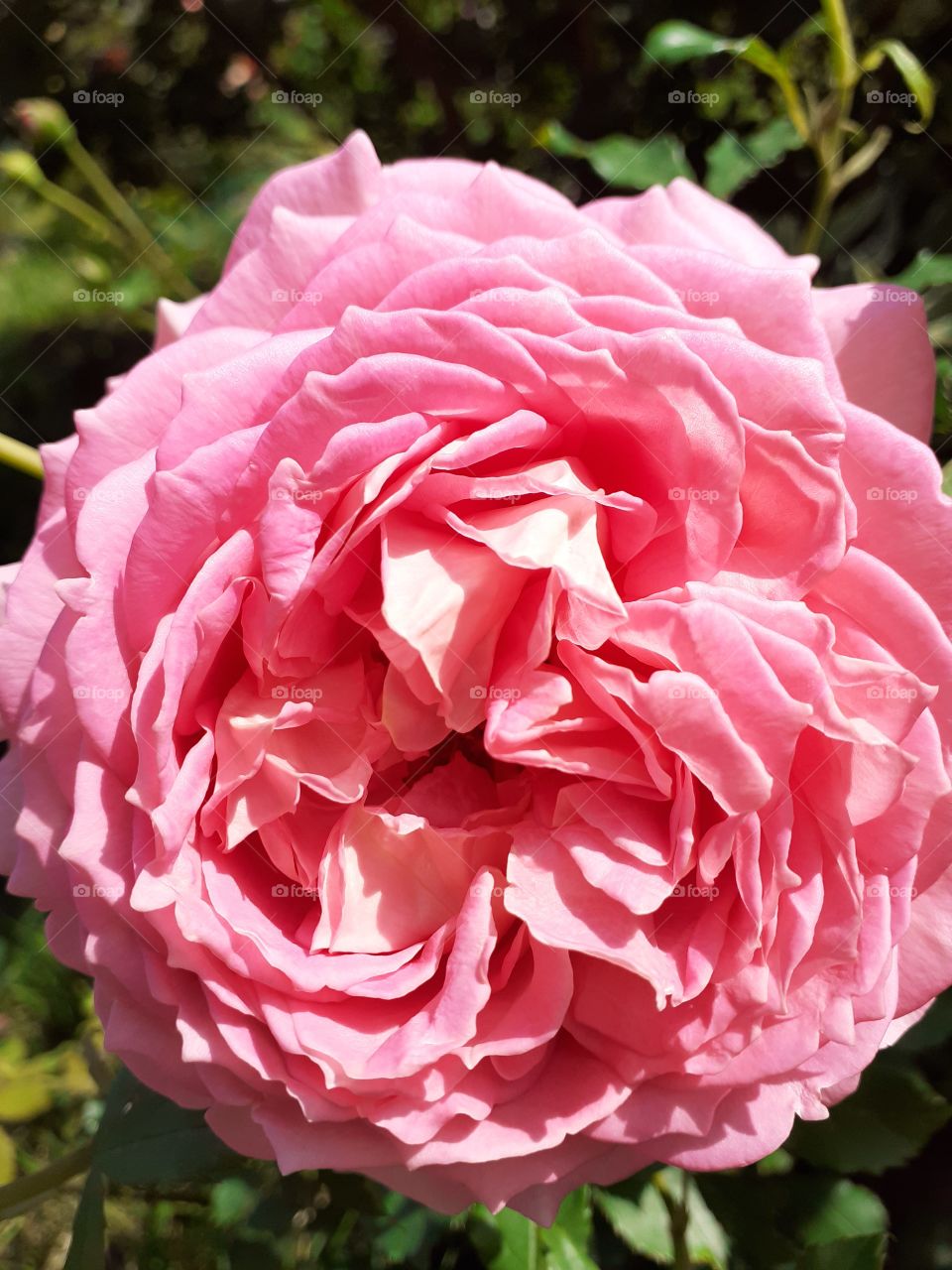 My pink rose.