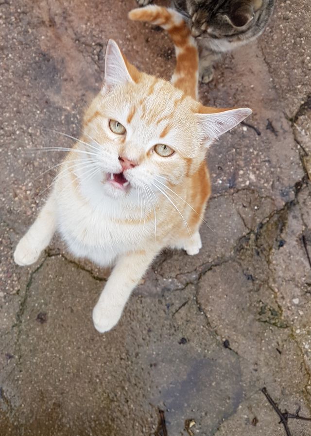 Cat Orange