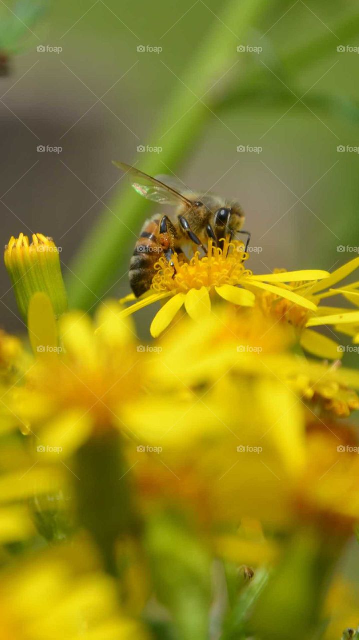 A abelhinha trabalhando!