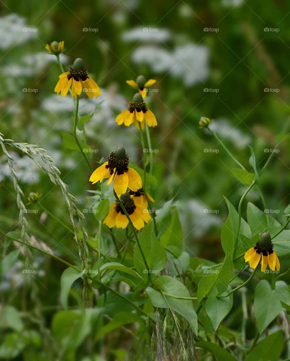 Texas Coneflower: All along the Texas roads you'll find a plethora of wildflowers, including these yellow Coneflowers