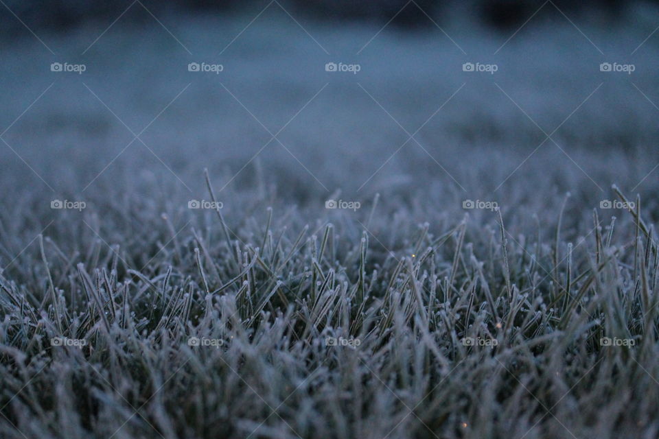 first frost