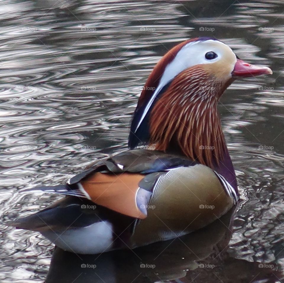 Mandarin duck