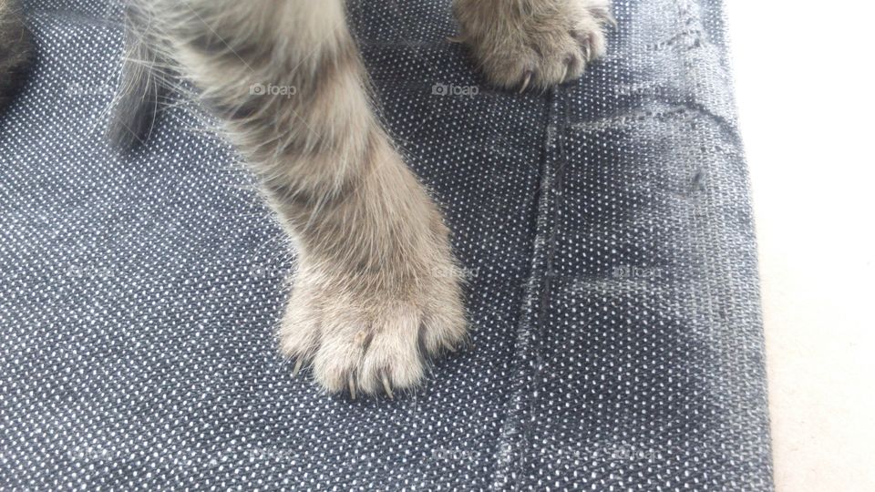 Tiny paw