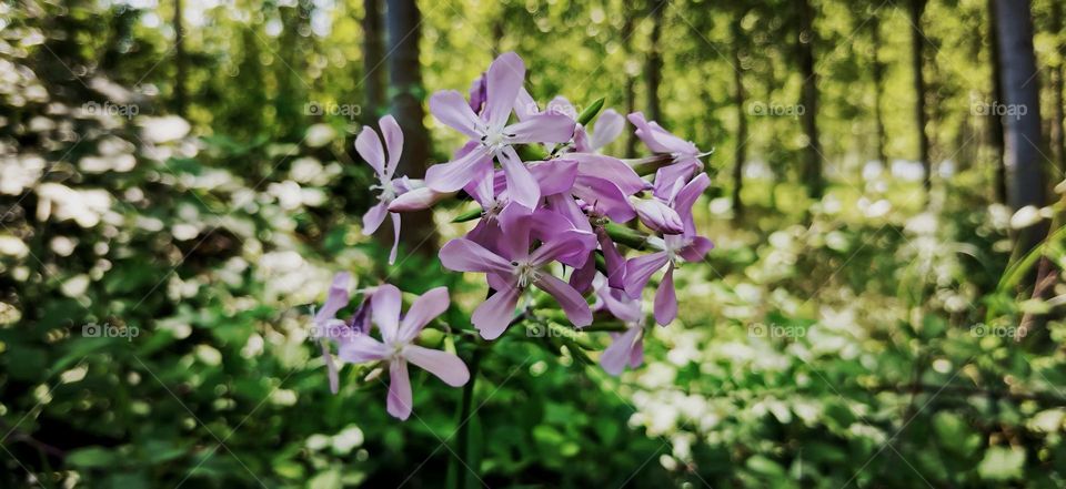 In the heart of the forest 💜💚💜