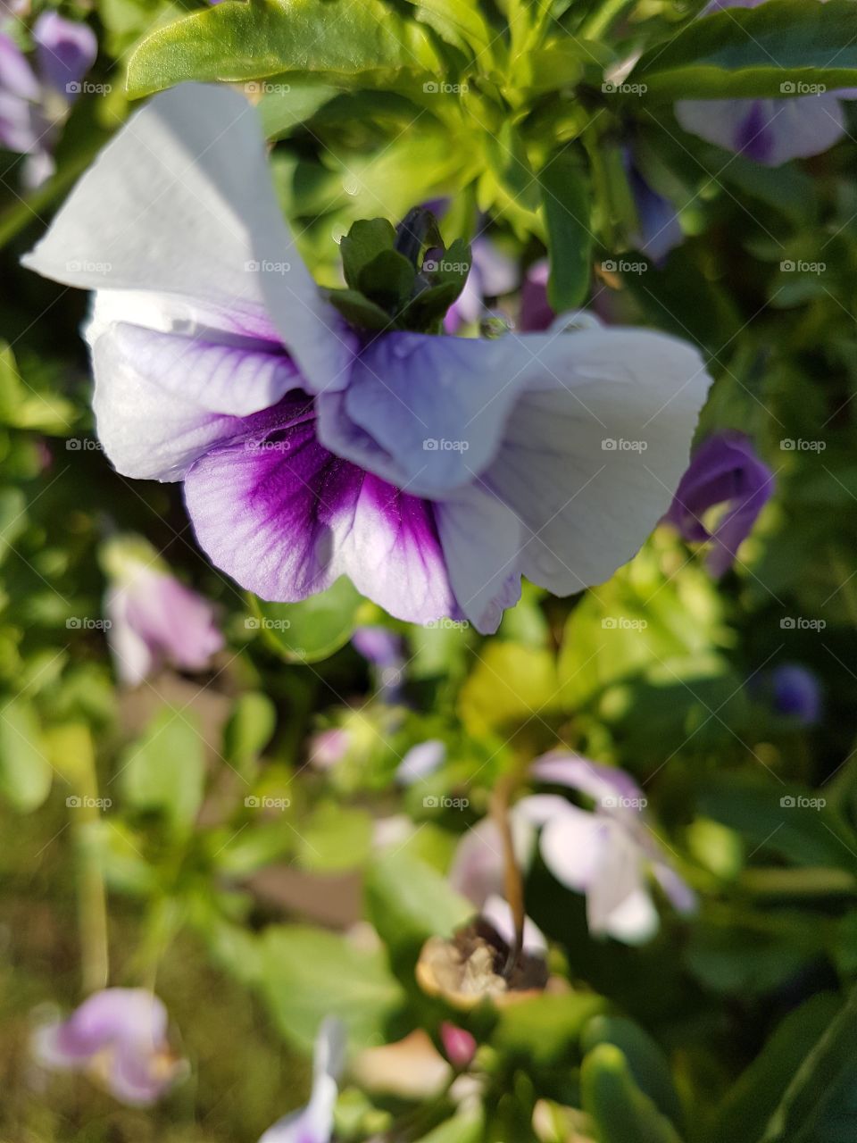 Purple and white flower with dewdrop. 