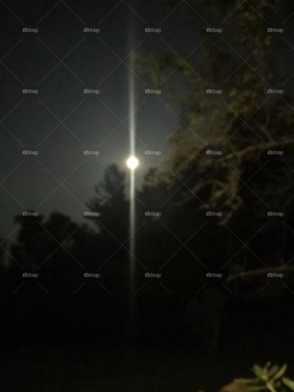 Moonlight