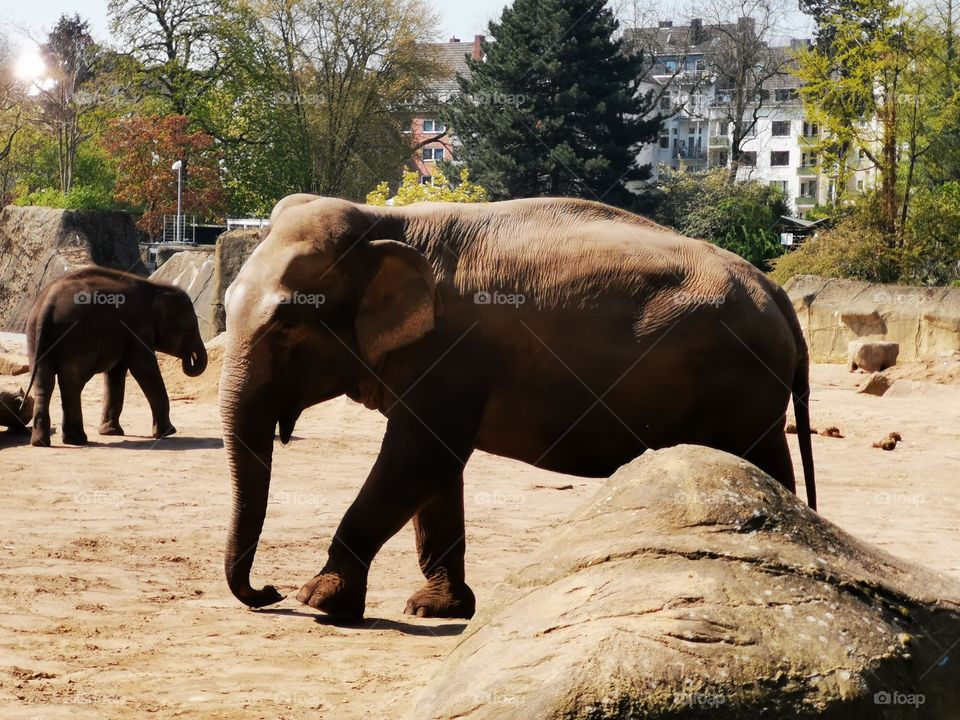 Elafant