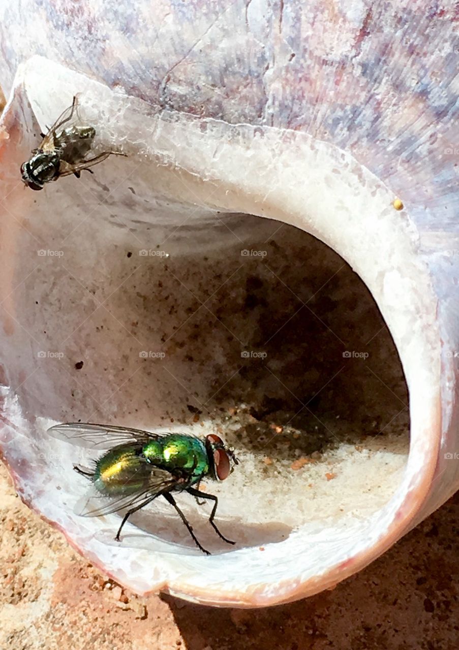 Closeup flies inside a seashell in sand