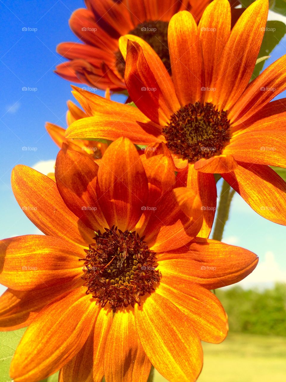 Golden sunflowers 