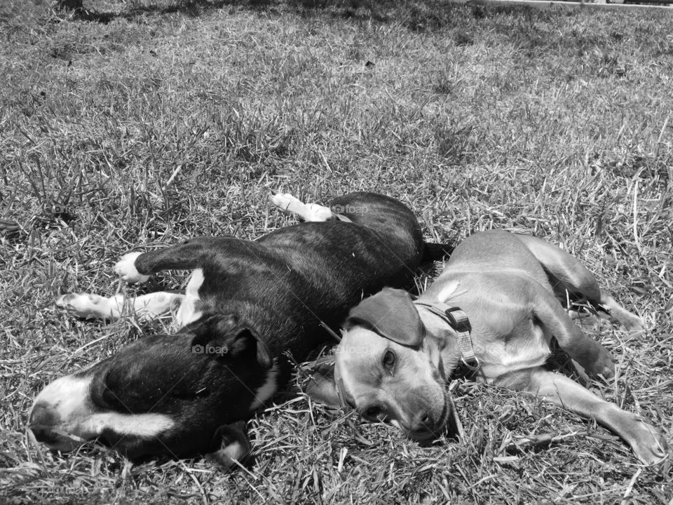 2 dogs laying in grass in the sun in black and white