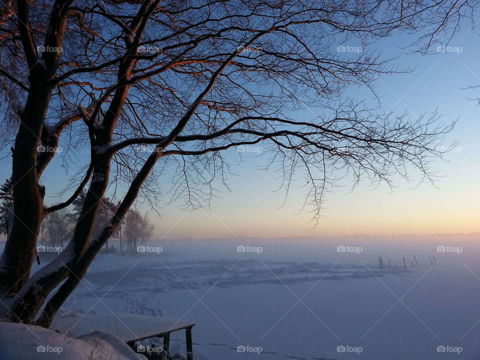 Bare trees and frozen lake in winter