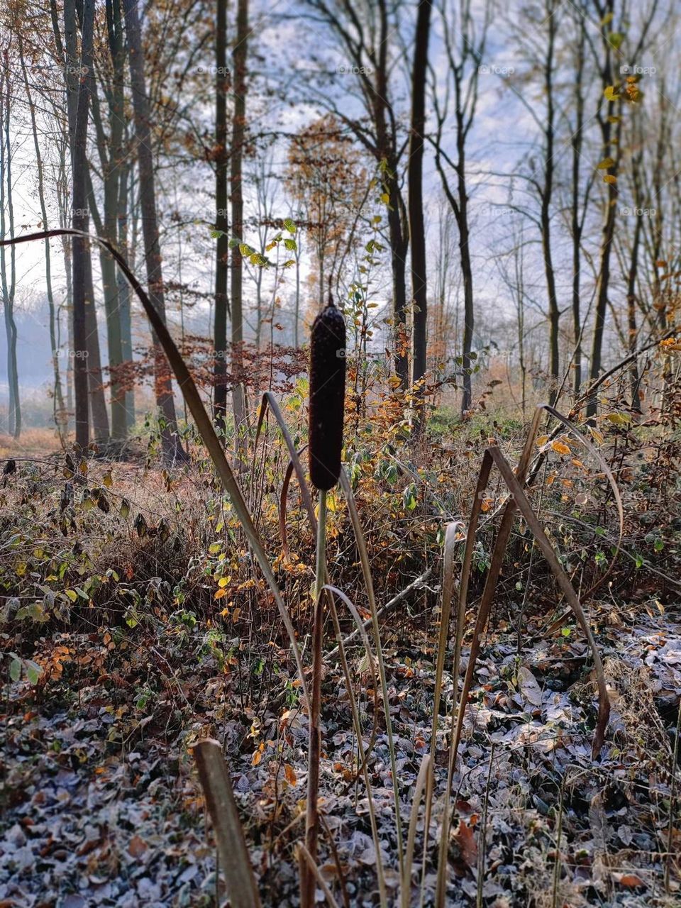 Wood, forest, nature