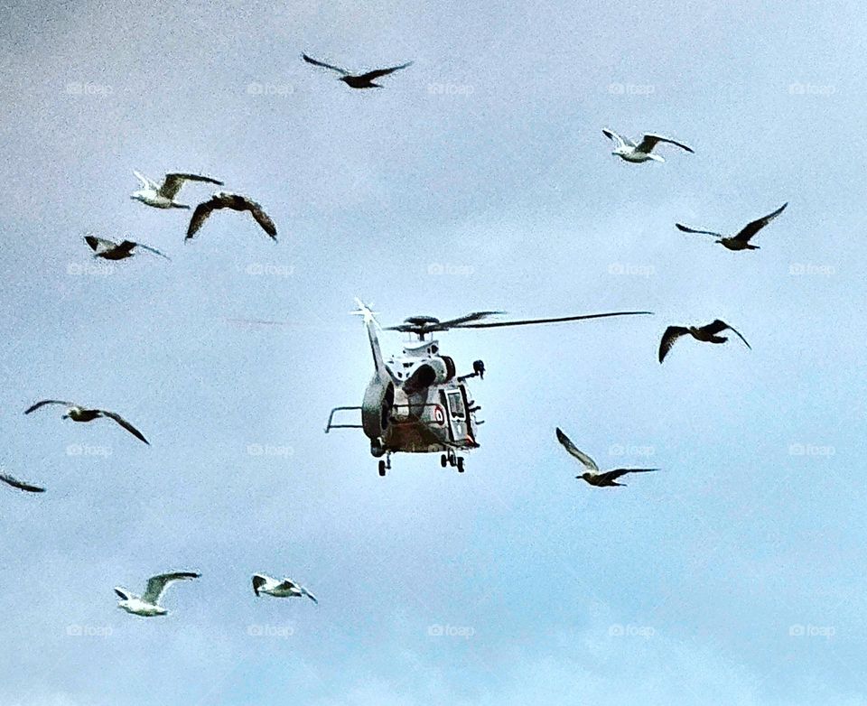 goelands à Trouville-sur-Mer