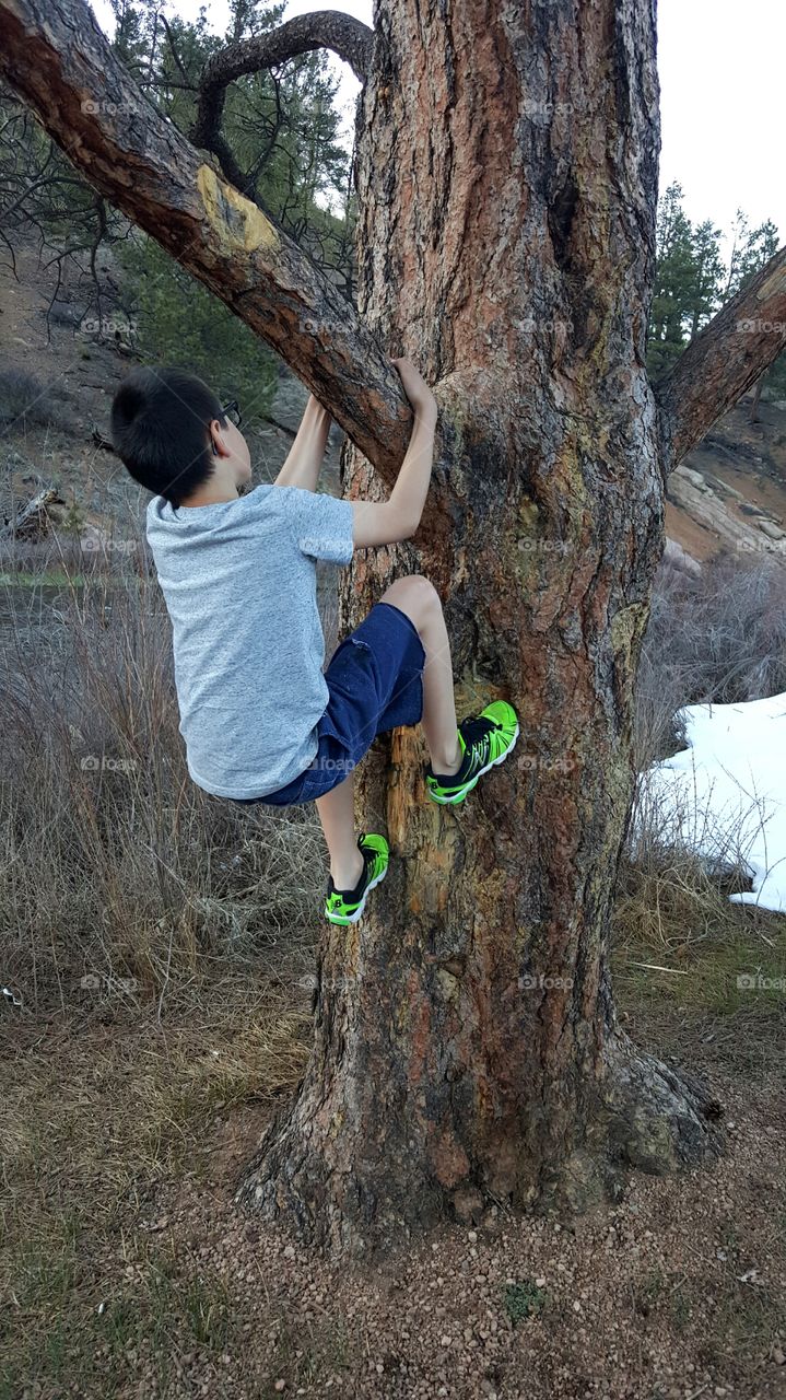 Climbing Trees