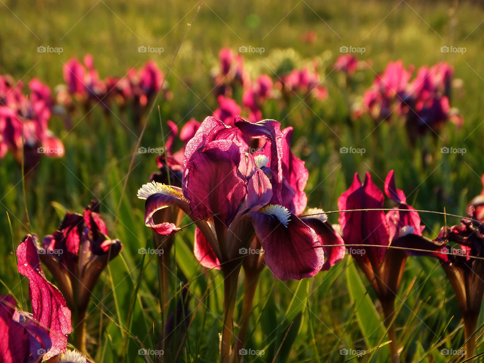 Wonderful flowers