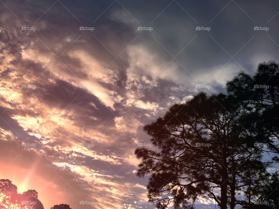 Sunset and pine tree silhouettes.