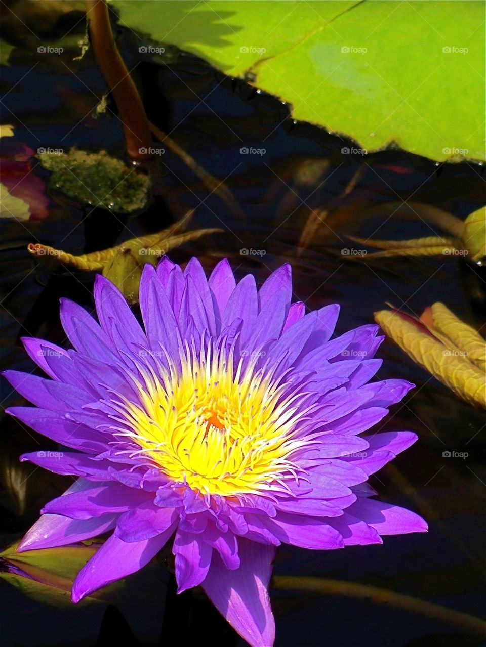 Purple water lily in water