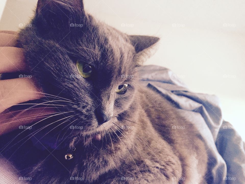 Cuddling a Cat. My hyper cat finally calmed down and relaxed for a few seconds for me to snap a photo.