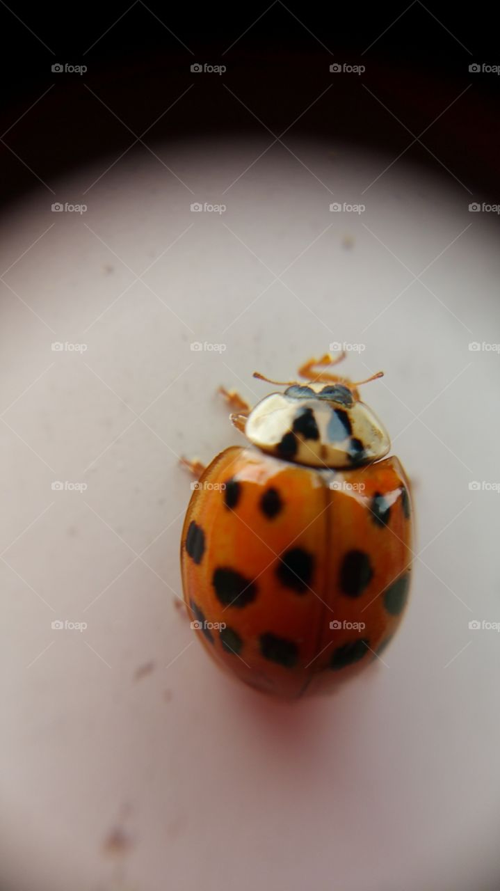 ladybug. ladybug