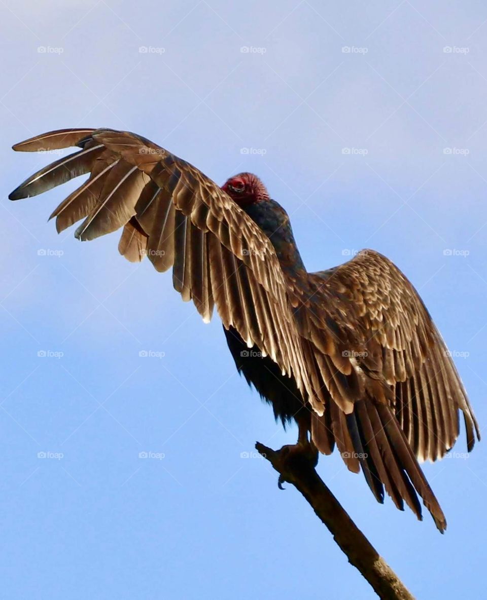 Turkey culture with wings spread, looks like the top of a totem pole