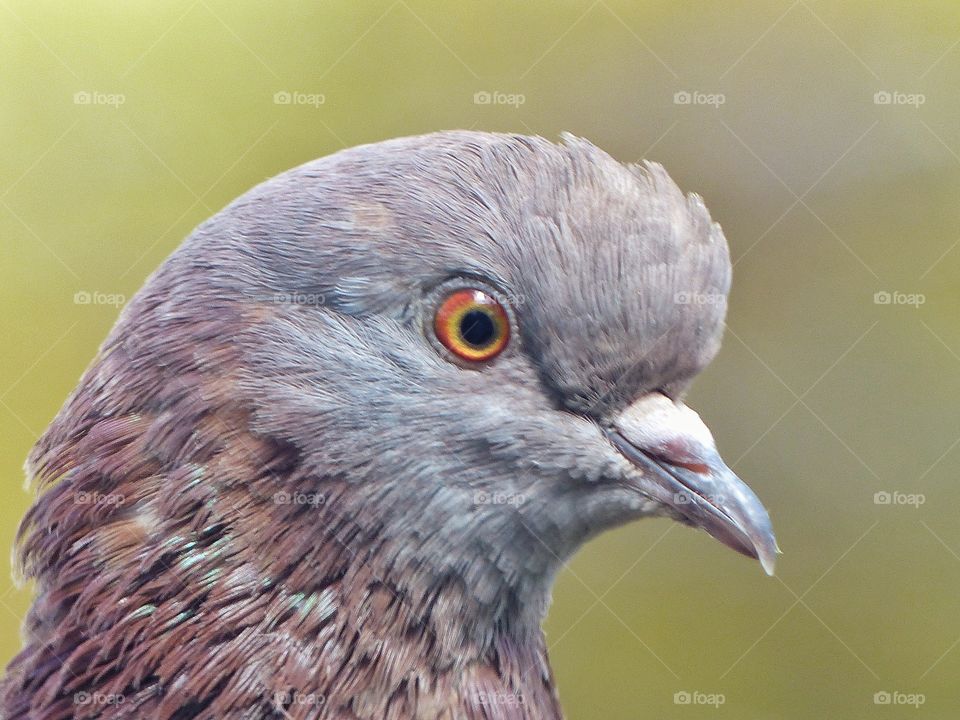 Pigeon's eye