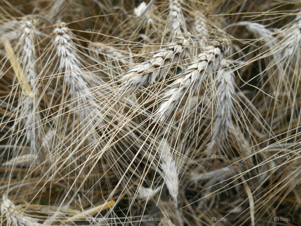 Wheat, Cereal, Straw, Seed, Pasture