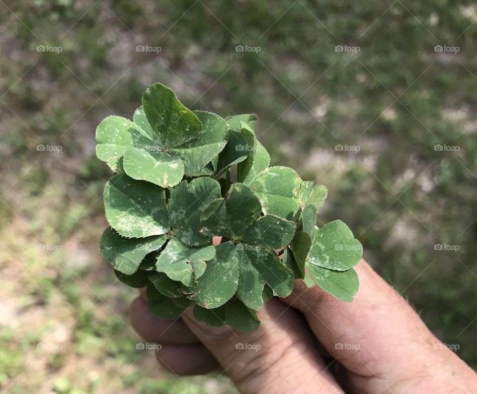 Handful of four leafed clovers