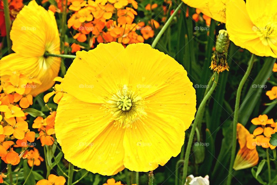 beautiful yellow floral splendor