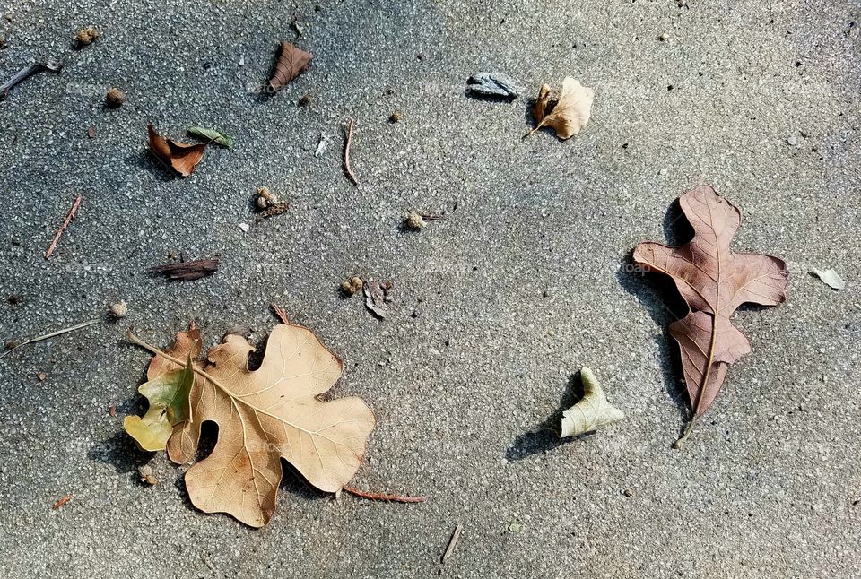 after the rain.  scatteted leaves