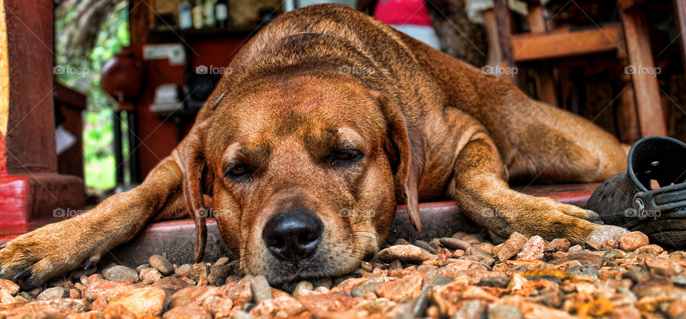 A lazy Labrador lies on the floor