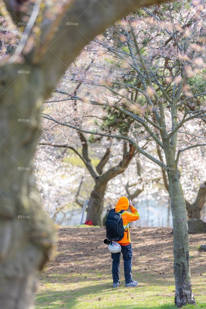 A person taking photographs of beautiful cherry blossom trees blooming as Spring emerges