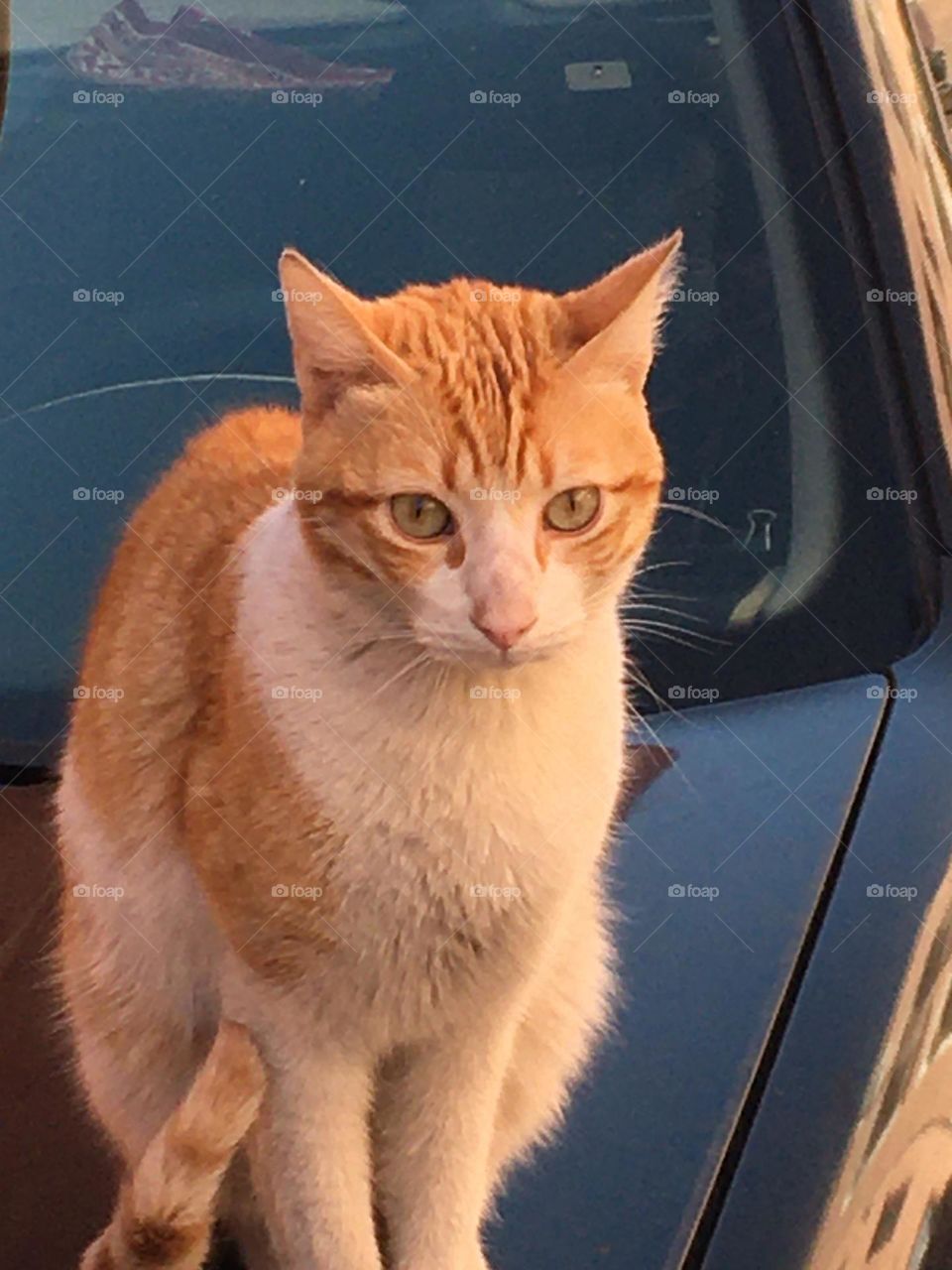 Beautiful cat looking at camera 