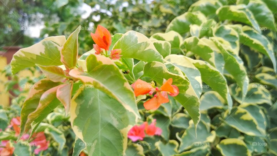 Under this beautiful weather, this red bougainvillea was spotted with dual tone leaves giving a nice vibrant view of the flowers.