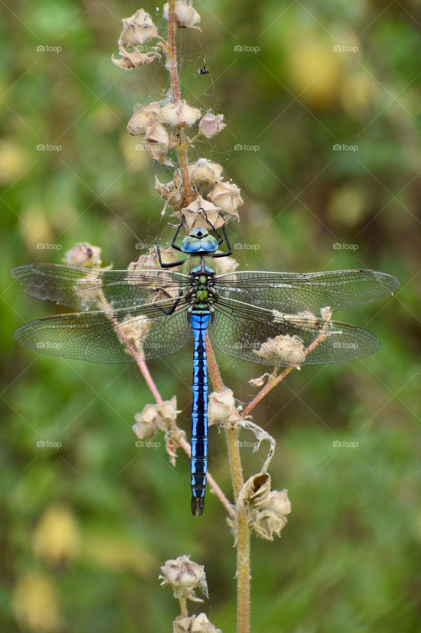 Dragonfly 