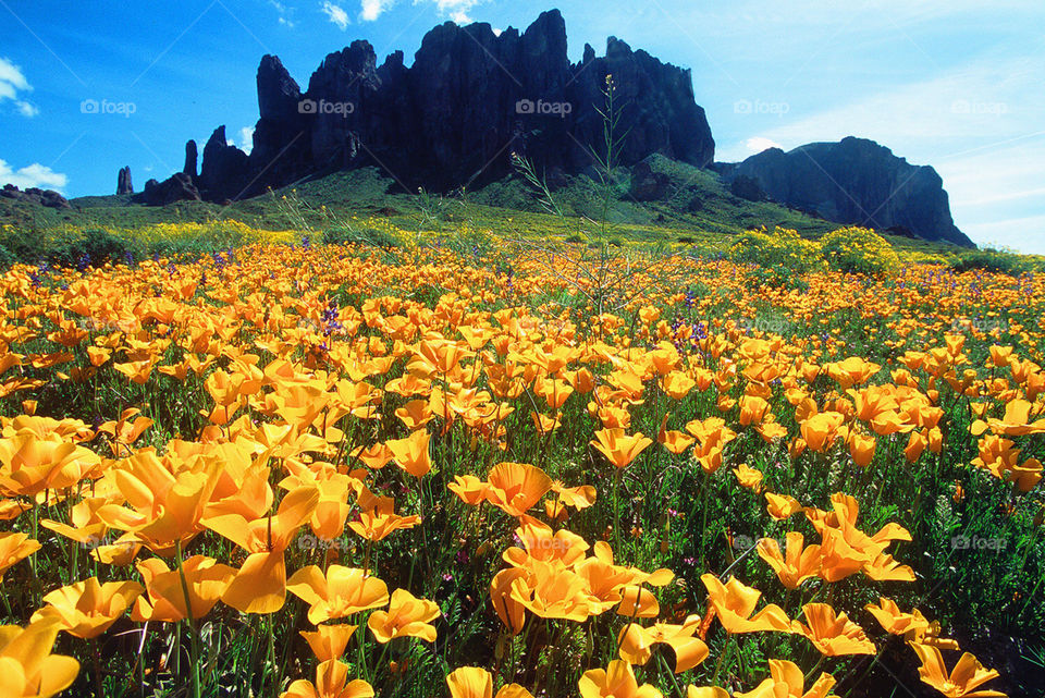 flowers yellow plants the by arizphotog