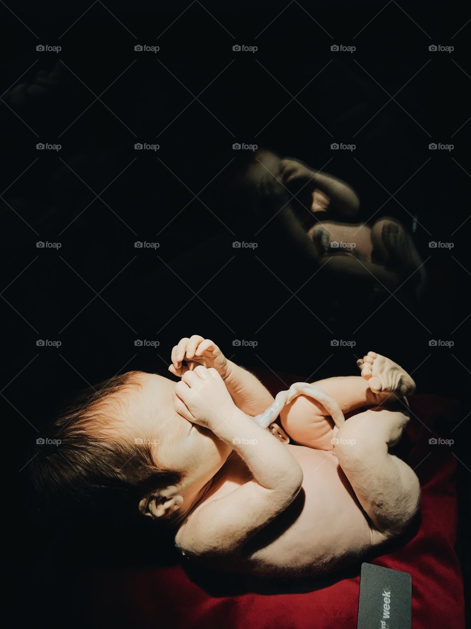 Close to the final stage of fetal development. Photo taken at Body World Exhibit in Germany. 