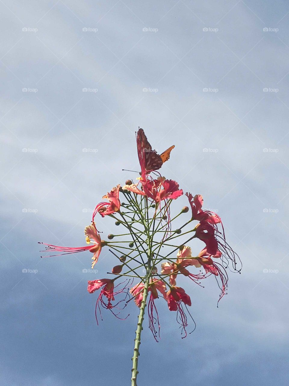 jamaican butterfly. on top a de world
