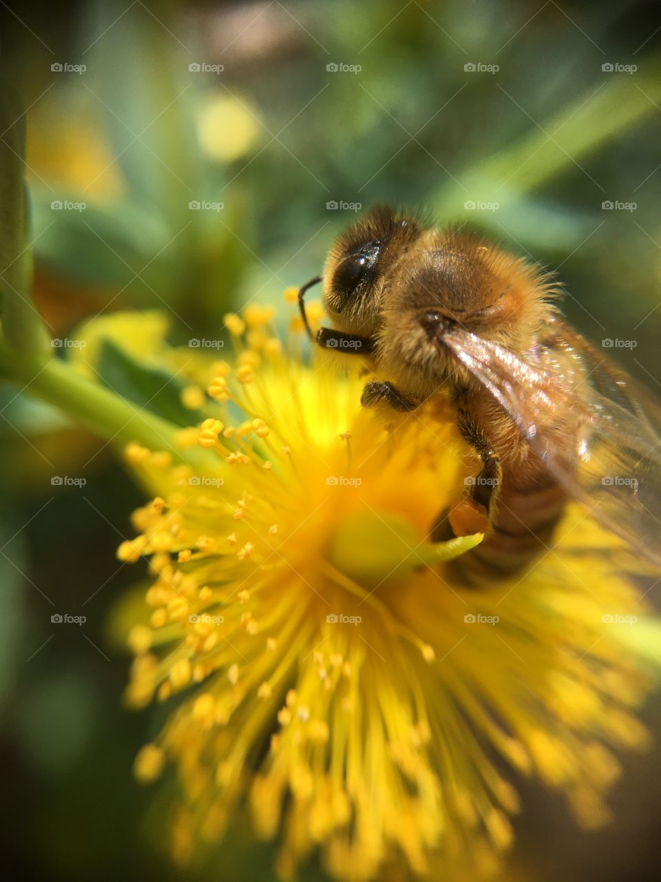 Honeybee