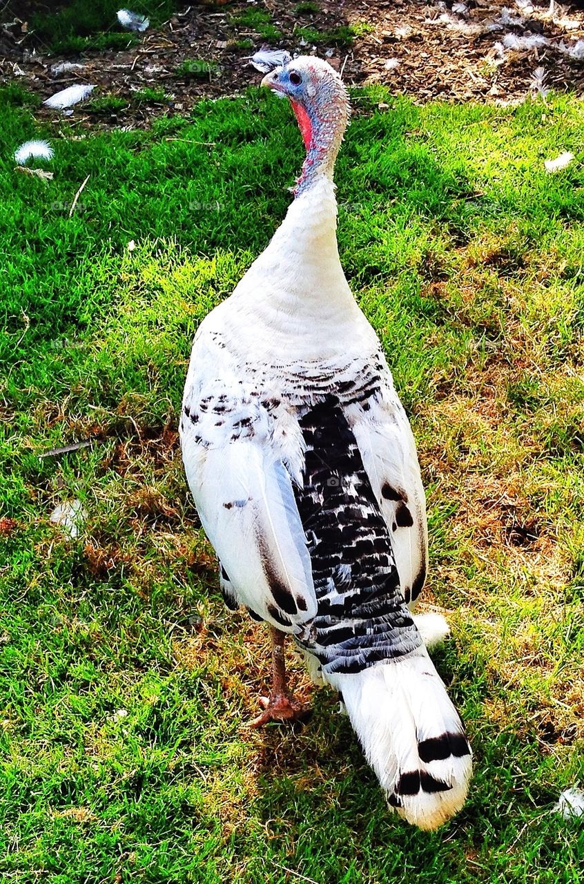 white united kingdom feathers turkey by hannahdagogo