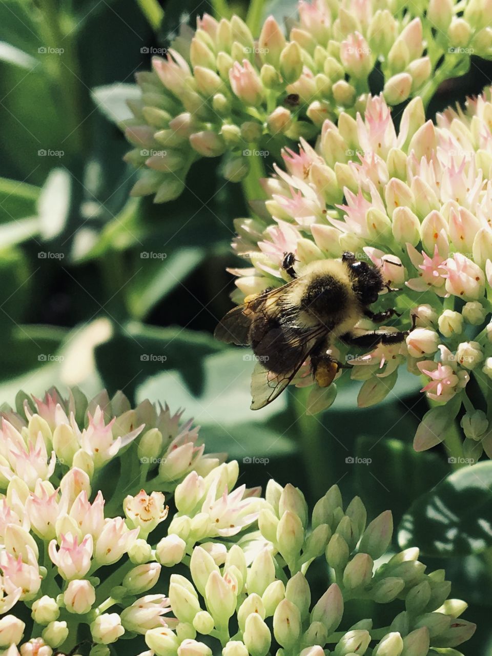 Bee in the garden 