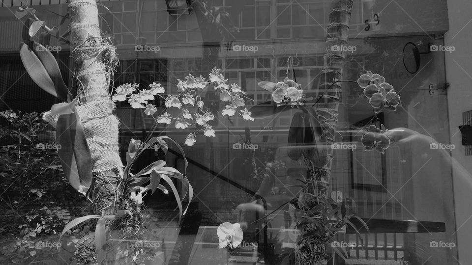 orchids in black and white