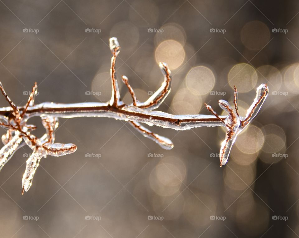 Bokeh effect seen behind small branch covered in ice 