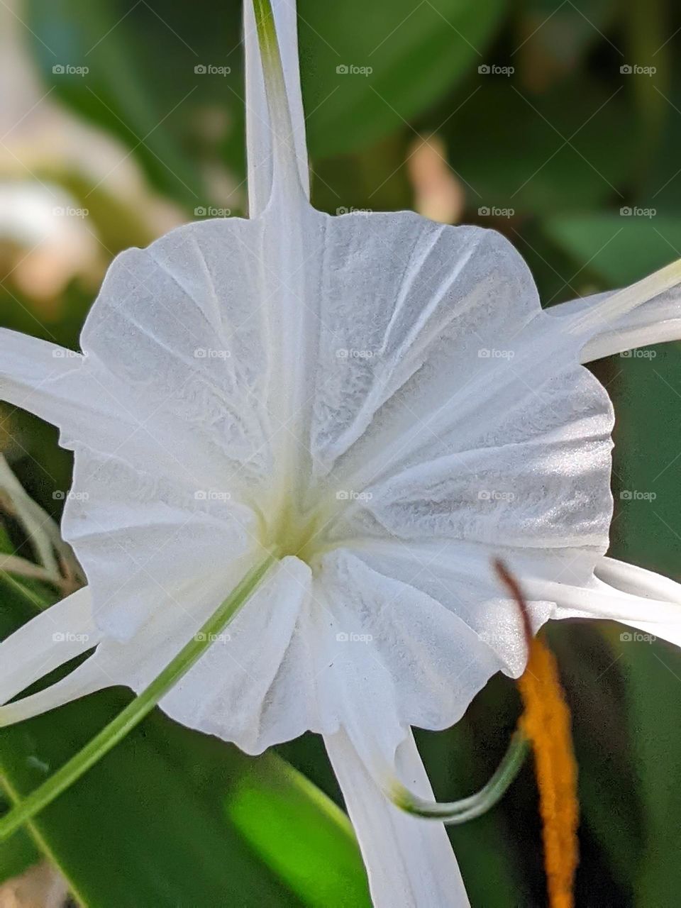 Hymenocallis speciosa