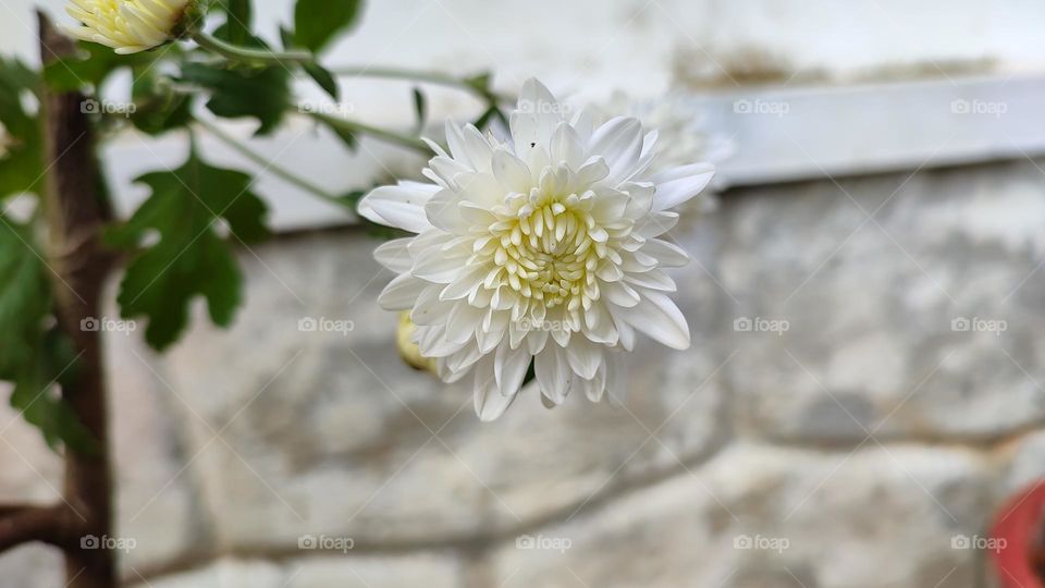 beautiful white flower