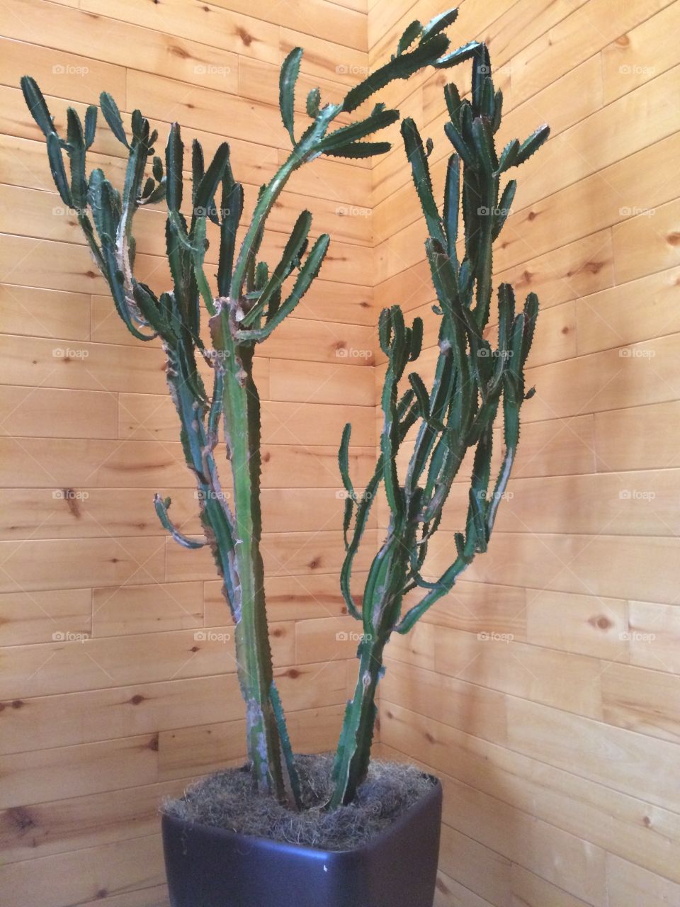 Cactus 