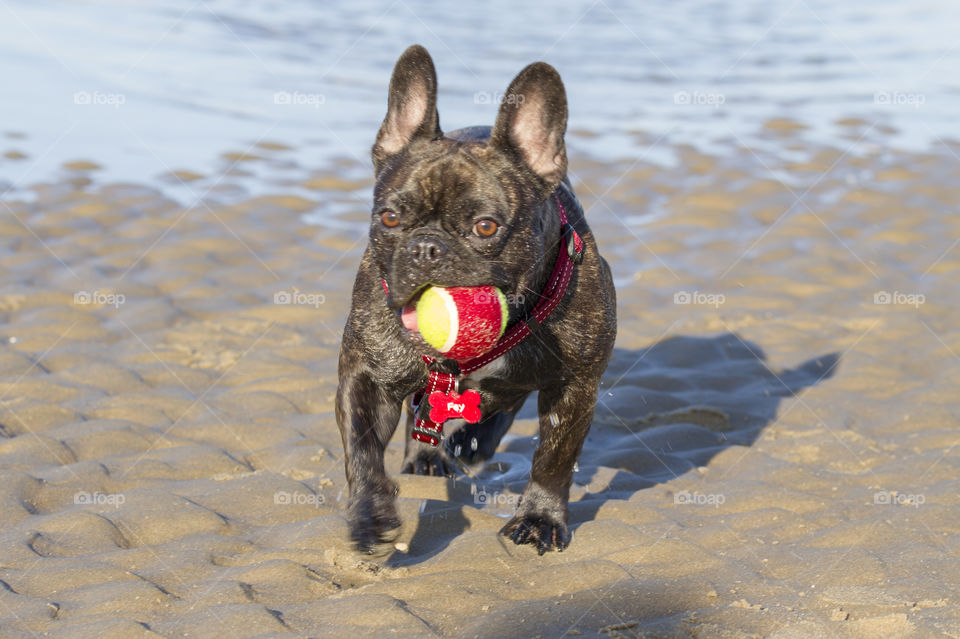 Bulldog playing with ball