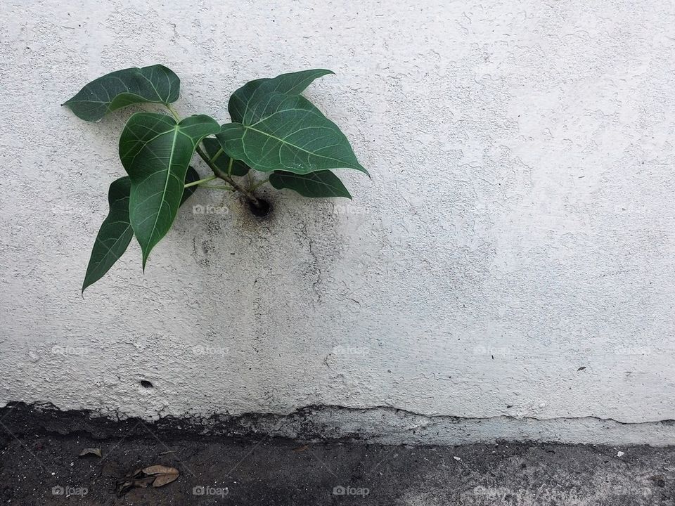 Life Finds A Way