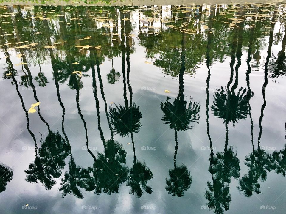 Palm tree reflection on lake